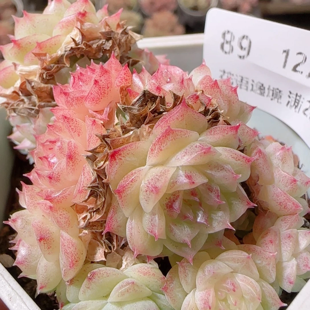 花语多肉1213-89散