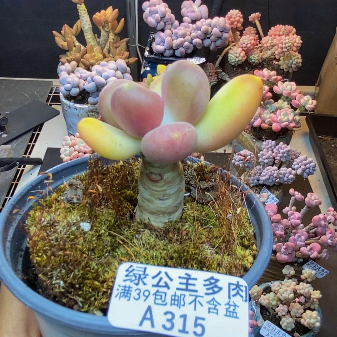 315芒果奶多肉5c m