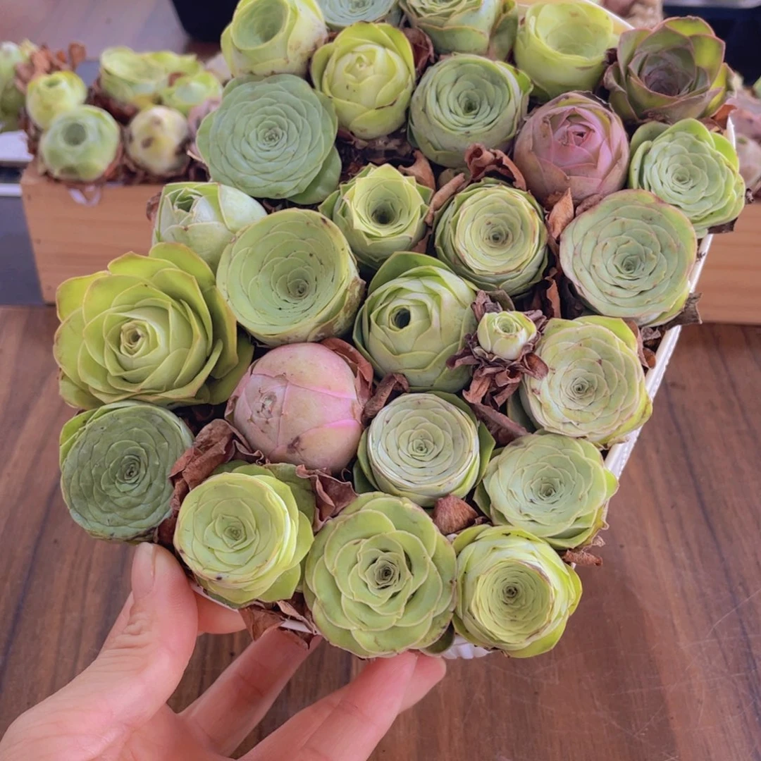 保底25颗以上量拍➕花篮98888