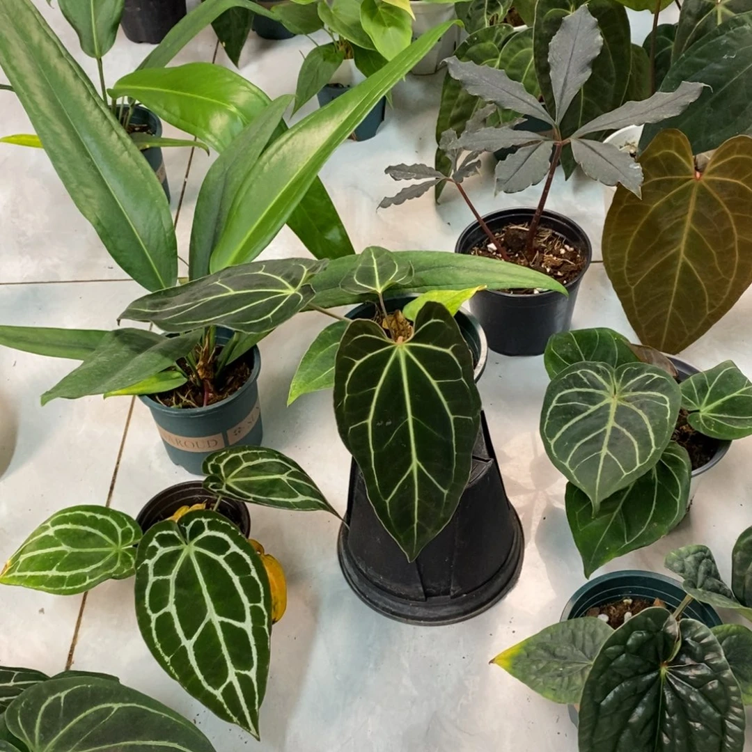 不开花植物黑贝斯籽播