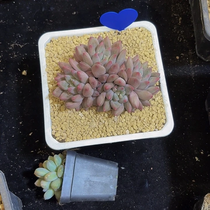 小*驴水晶球多肉美美哒的