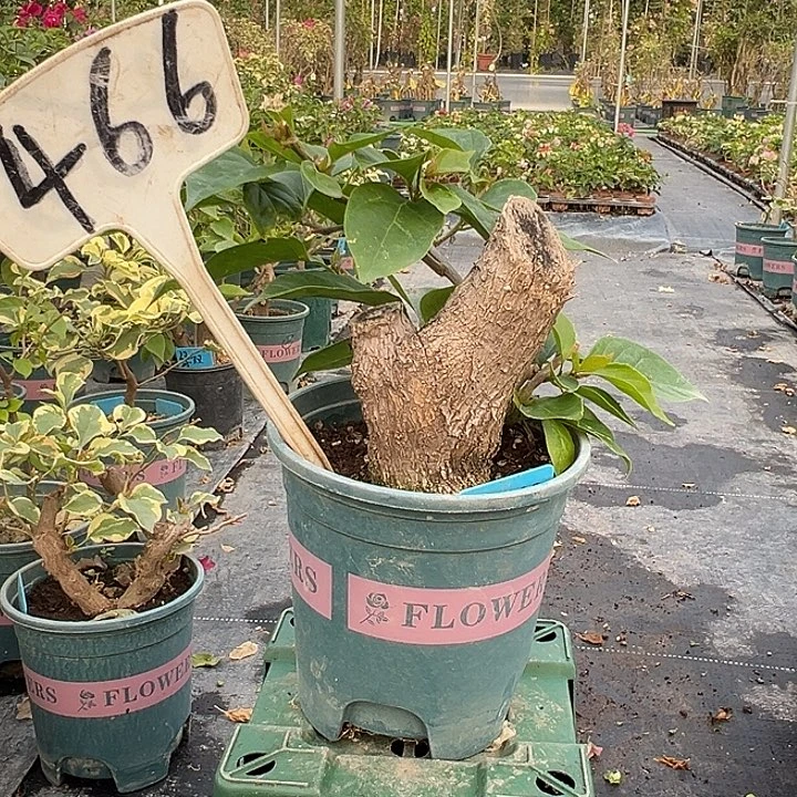 当前无花栽培后可以开花绿叶双色 粗坨坨466