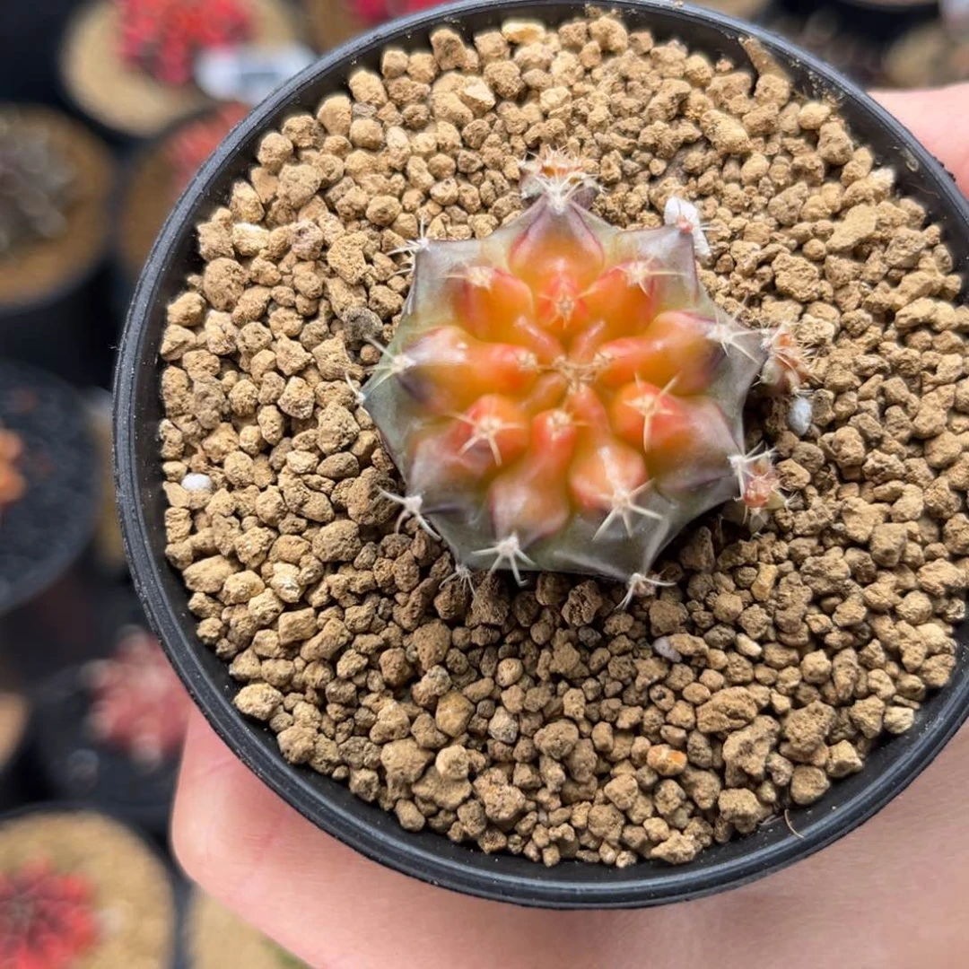 名品侧 米哈仙人球