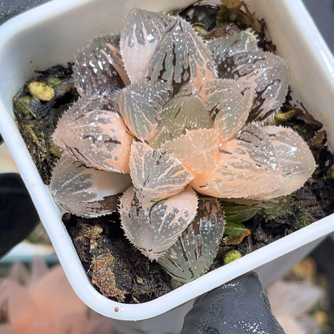 半***殇恭喜发财大吉大利626