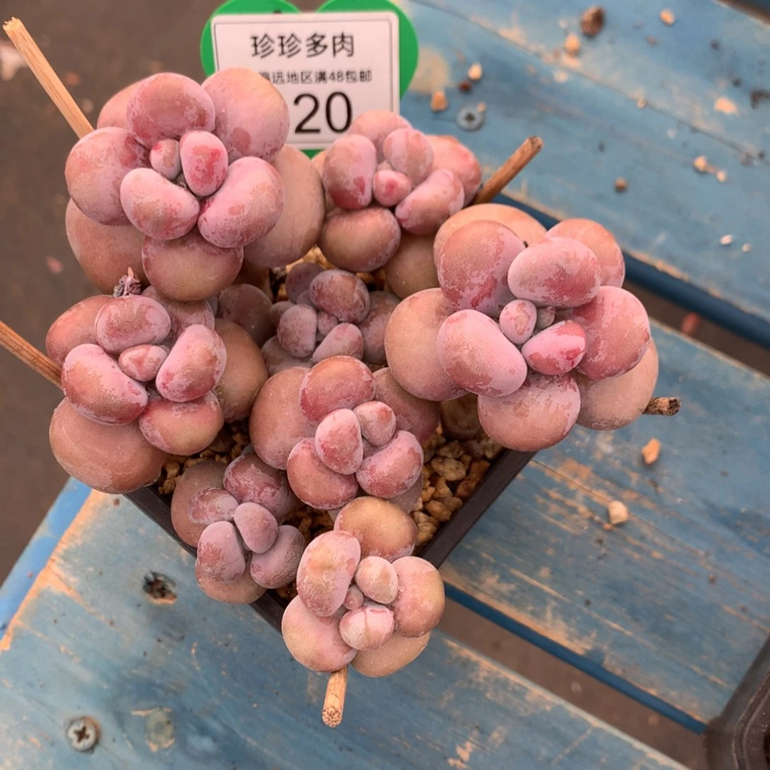 腰子蛋老桩一物一拍120