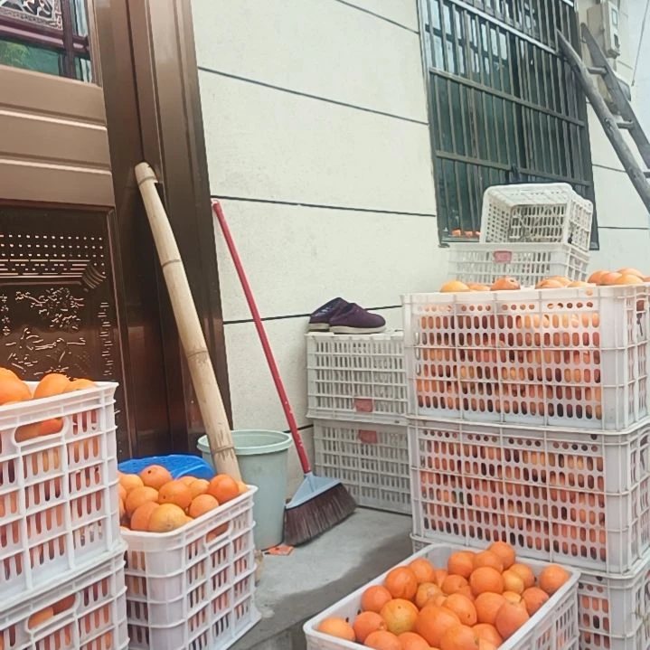 血橙湖南湘西脐橙