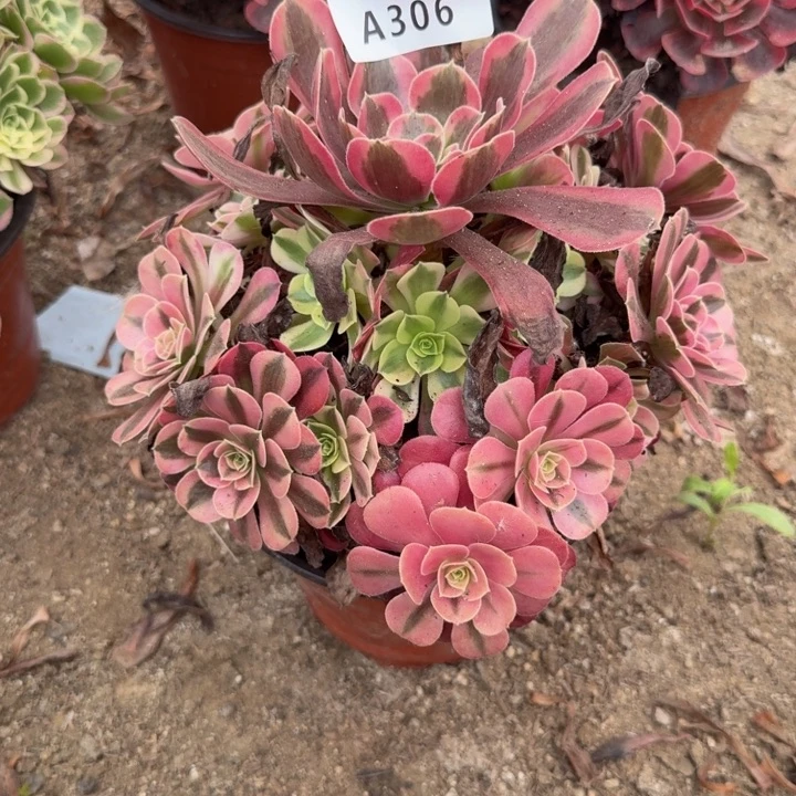 306美杜莎。多肉植物