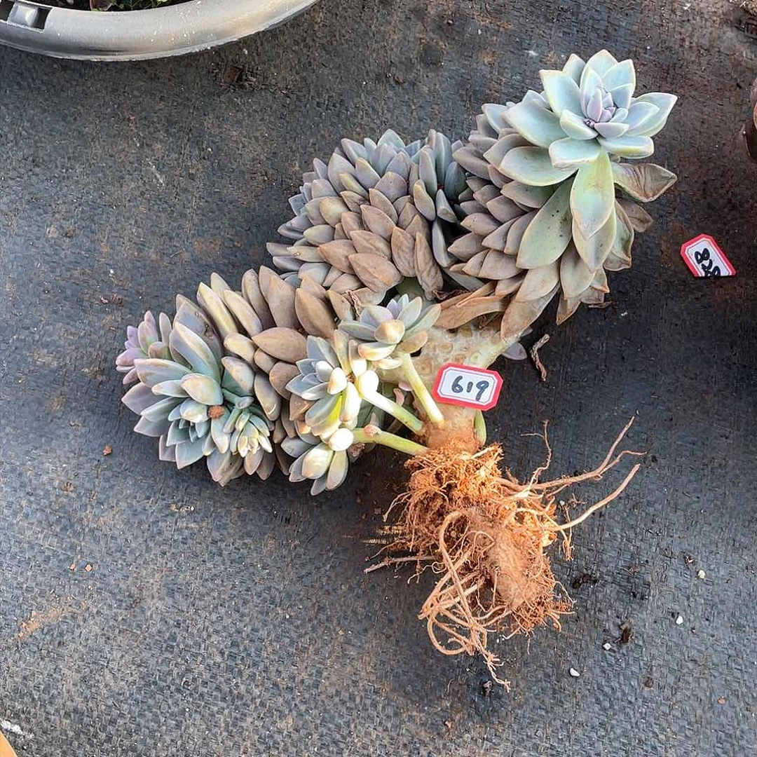 619淡雪缀一物一拍多肉