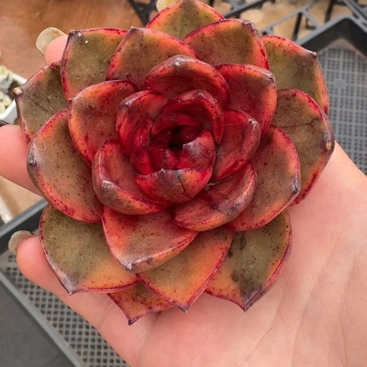 红玫瑰锦一物一拍