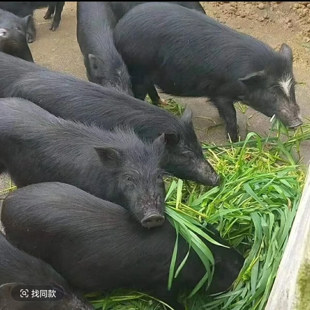 【1号改价链接】深山放养跑山猪藏香猪肉 正宗黑毛土猪肉 现称为准