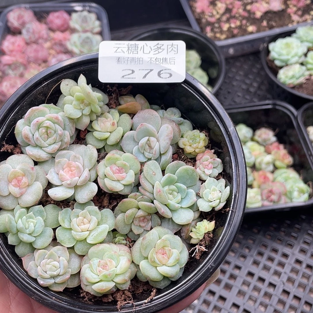 云糖心多肉植物276