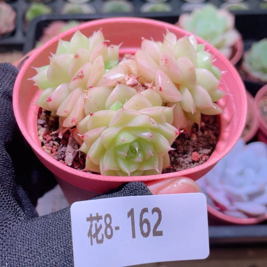 花利美 8-162麦秆