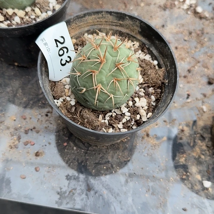 (***痕落地金娃娃263带盆发货