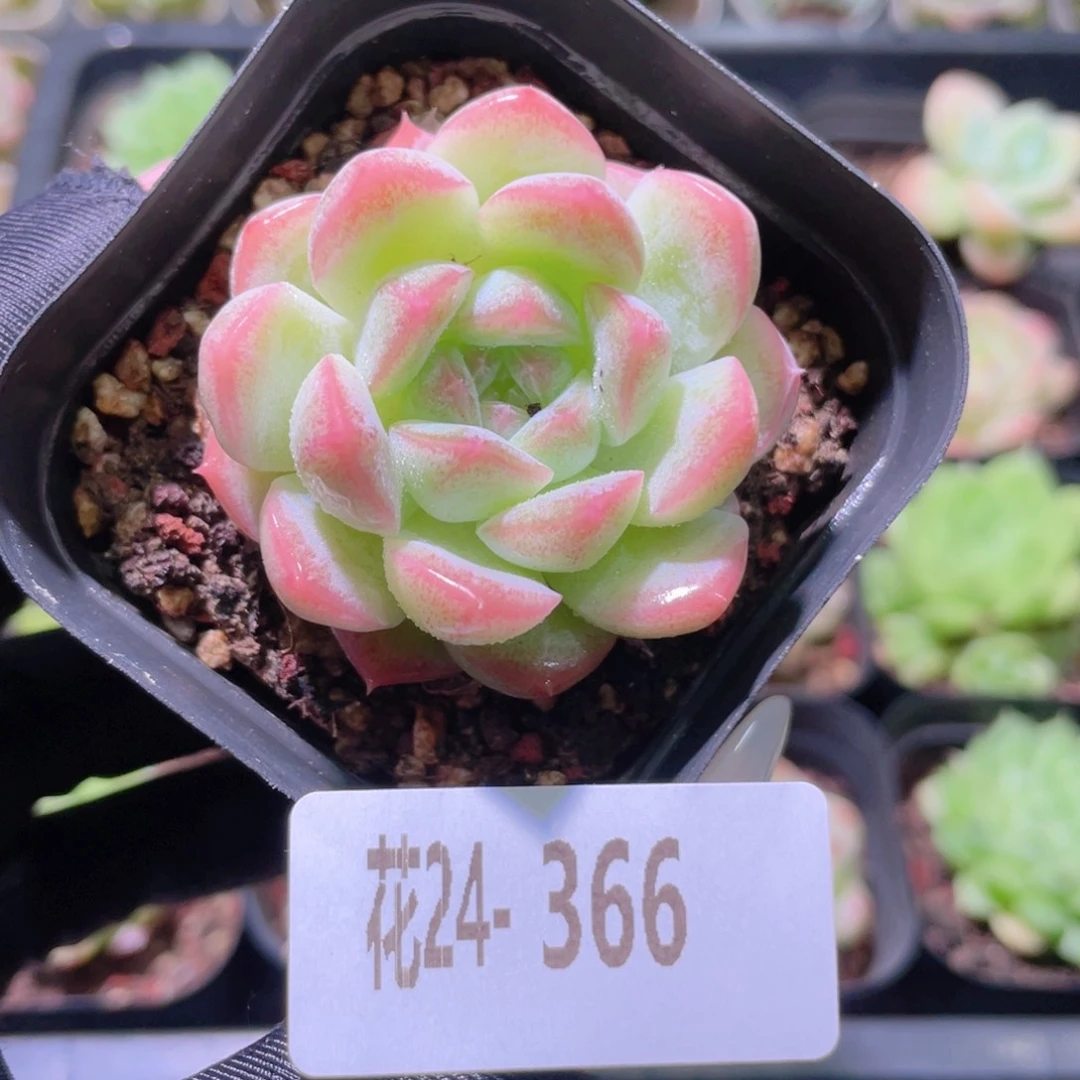 花利美24-366明月心