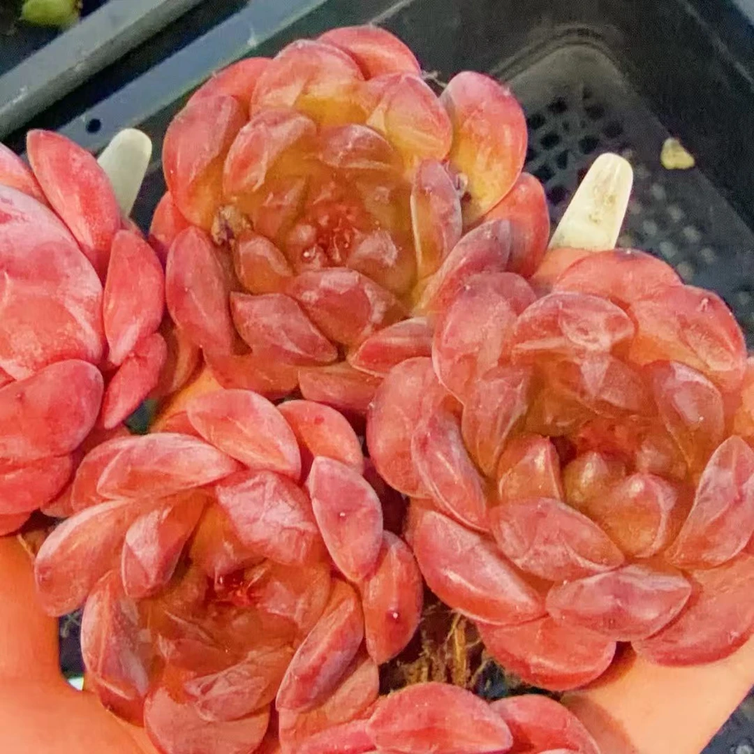 J374 样品发 红妖精多肉一颗  3.5-4厘米