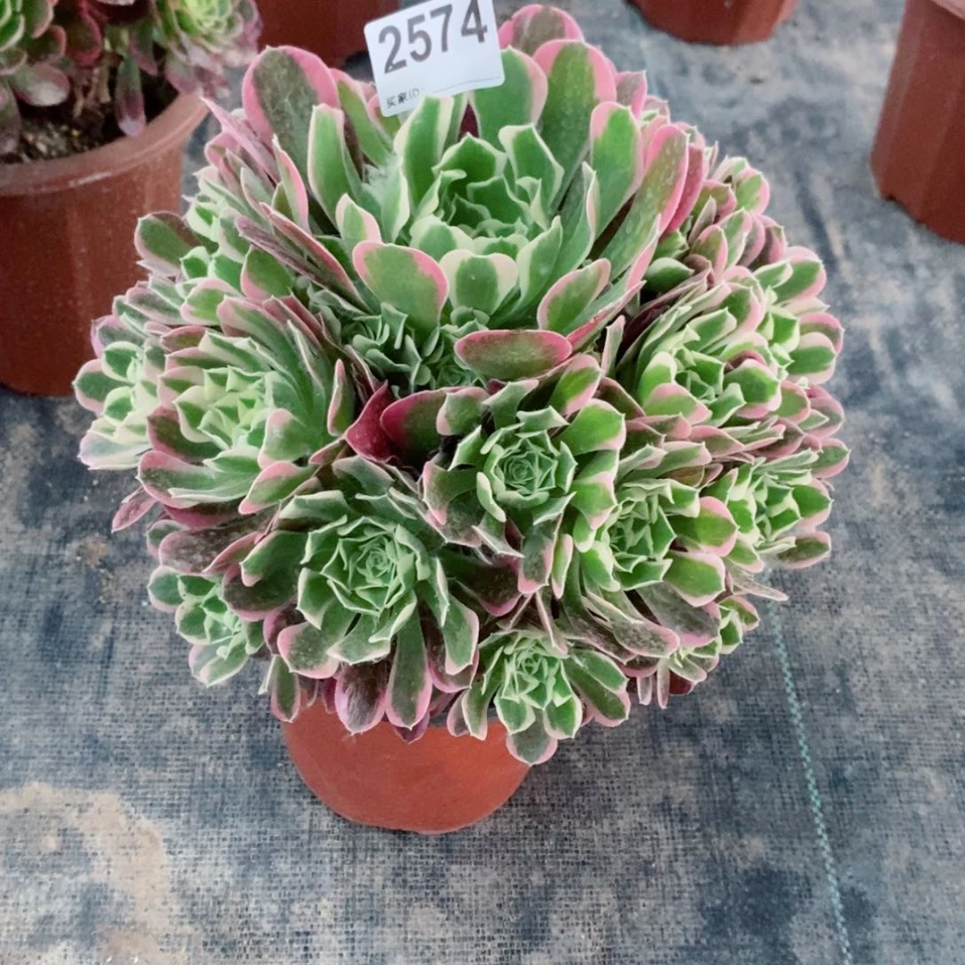 白凤2574多肉1111
