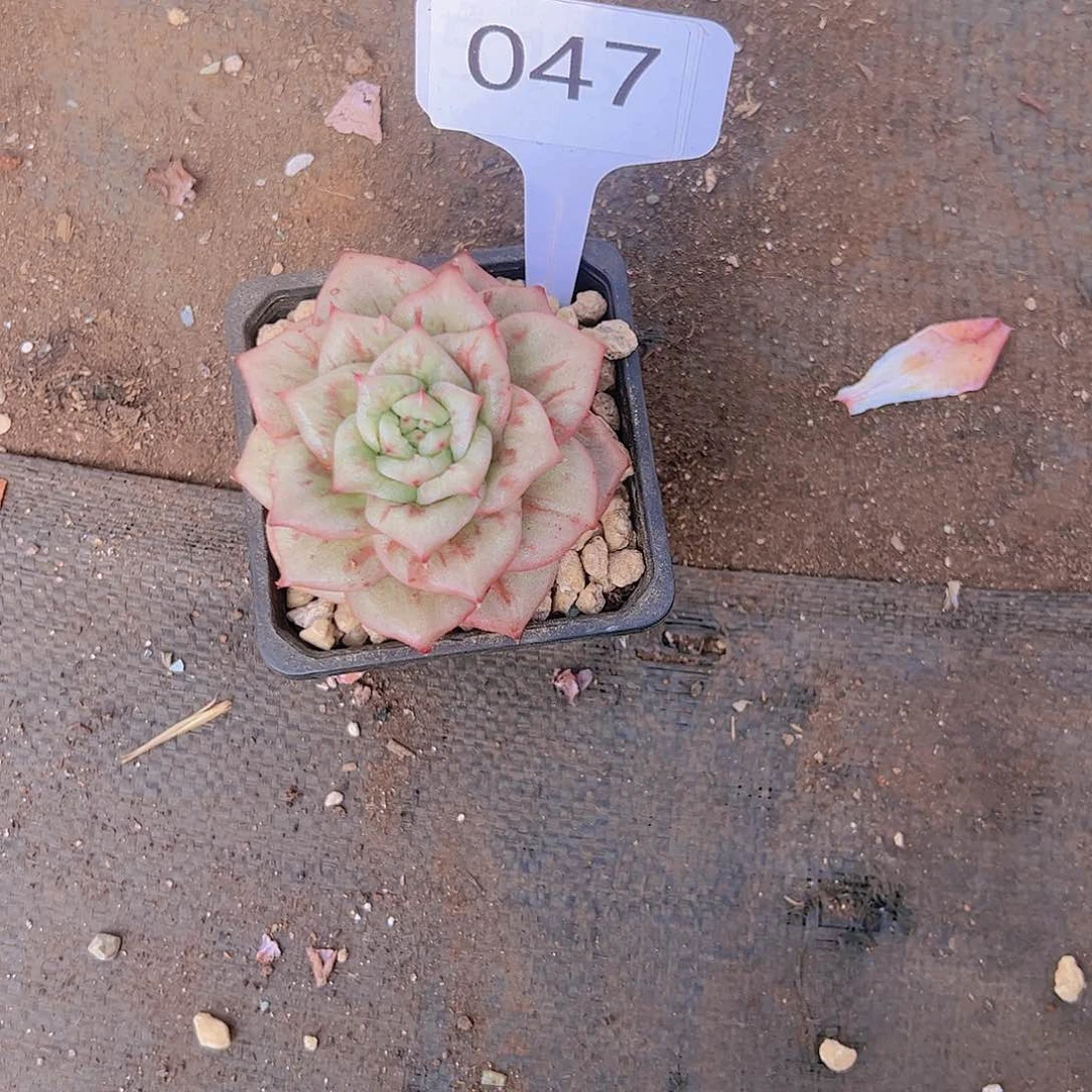 打****?047墙薇锦10。。。。