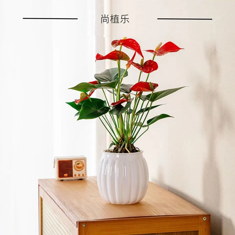 红掌盆栽带花室内客厅四季开花好养花卉绿植