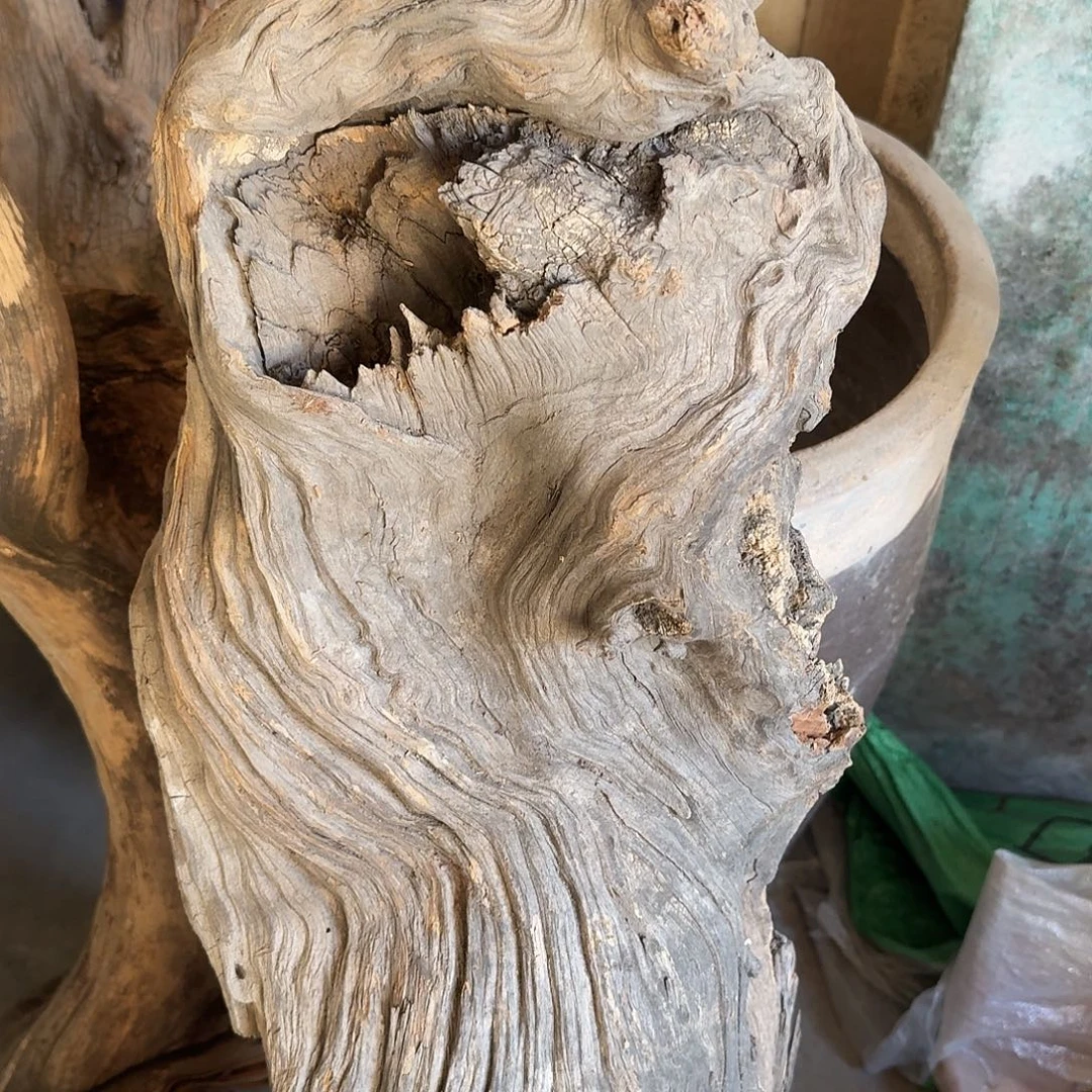 柏木南太行崖柏（防拍）