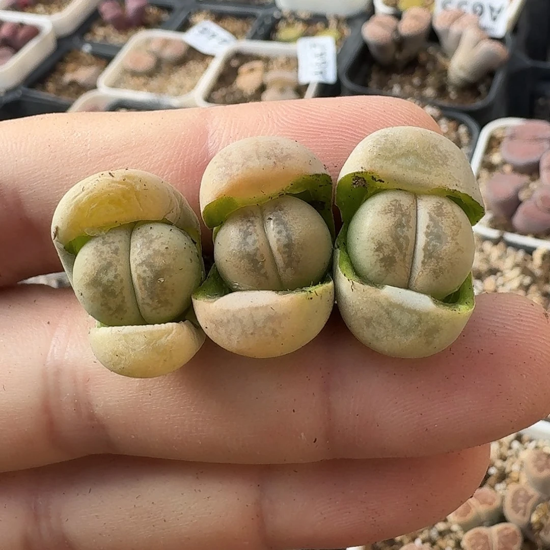 A659翠娥五年多肉母本