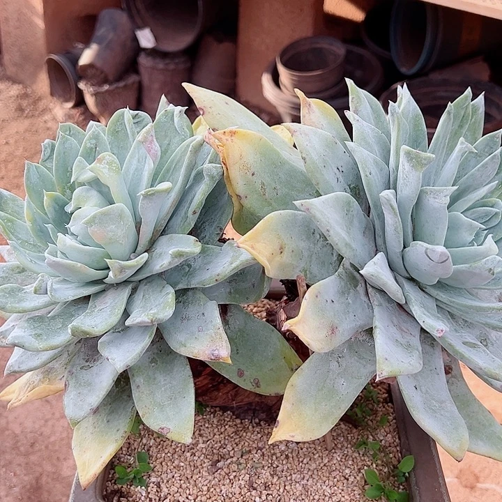 ****嫣8135萨利纳仙女杯多肉