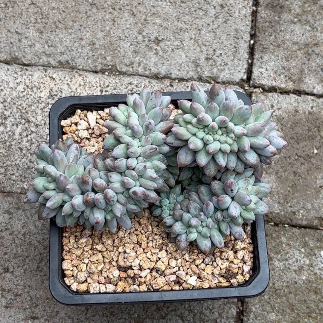 无花朵所罗门缀化