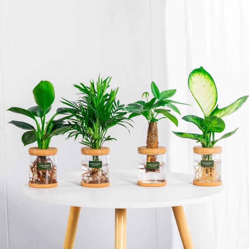 【买三送一】天堂鸟椰子春羽玛丽安整高20-30cm水培植物绿植盆栽