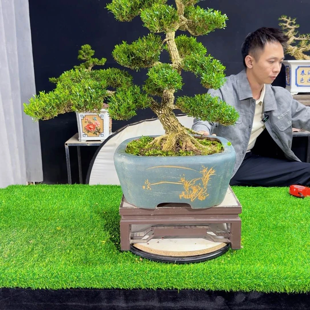 当前无花朵，栽培后可花朵