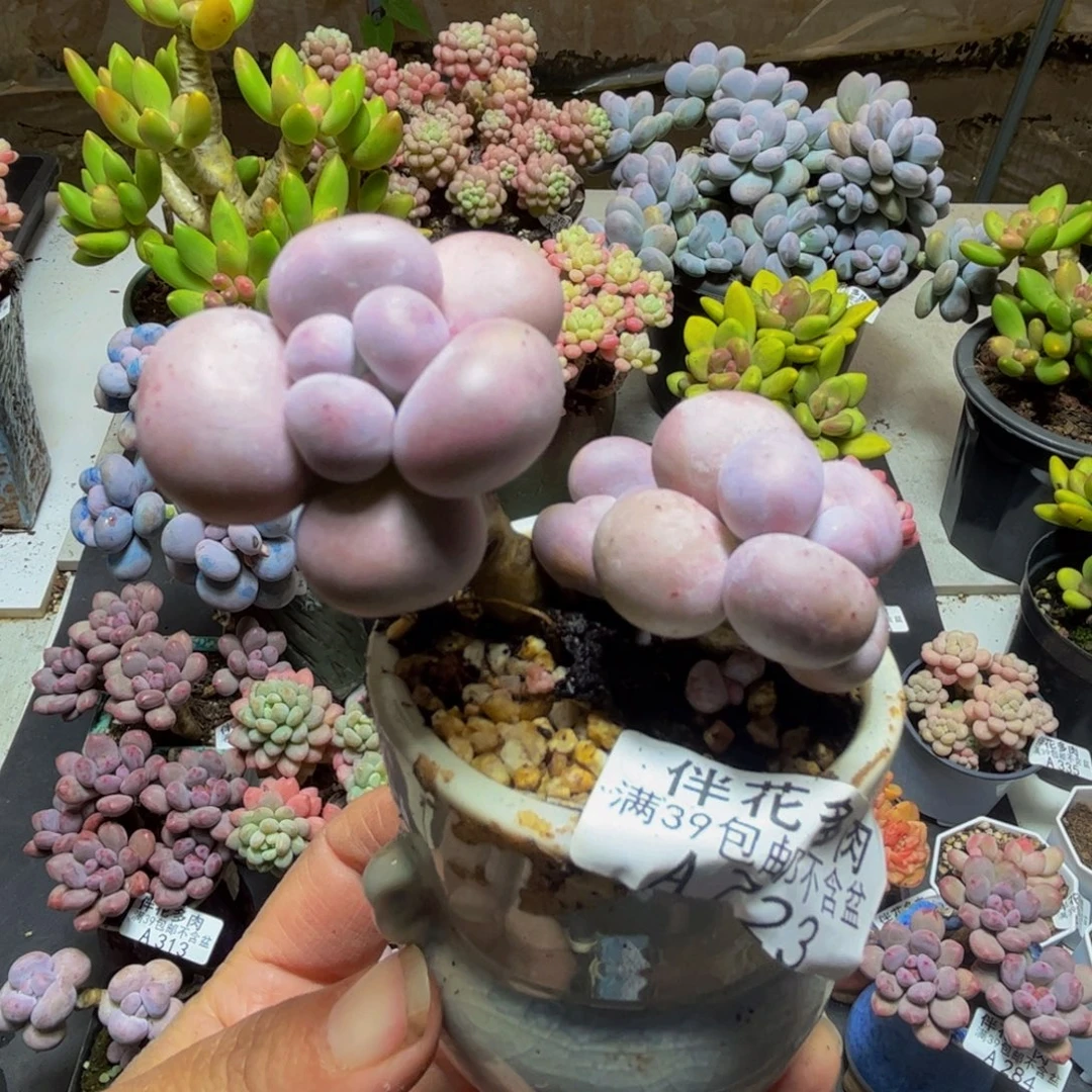 723芭比奶酪5cm多肉