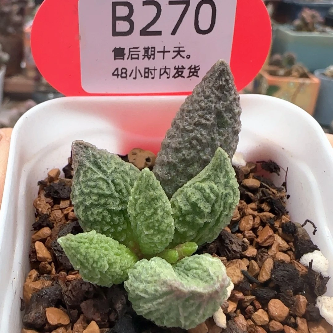 龙珠天。  270。