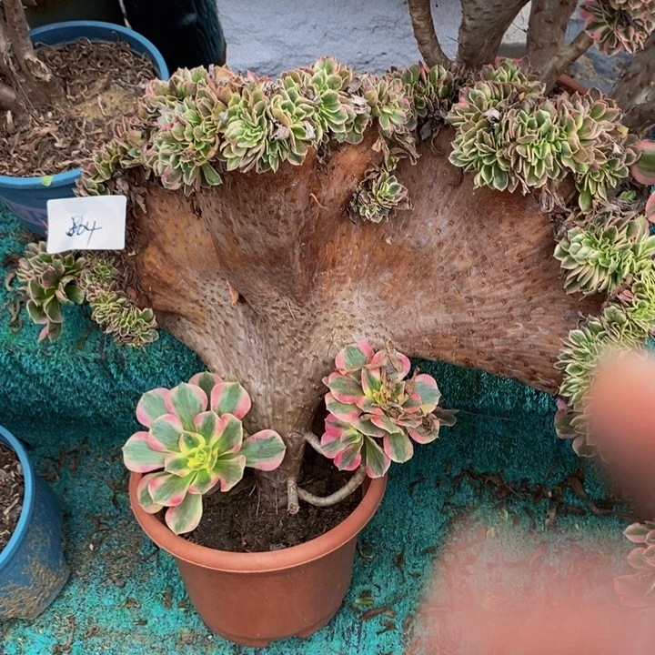 茗***宠完全开放804号粉女巫缀化1颗多肉