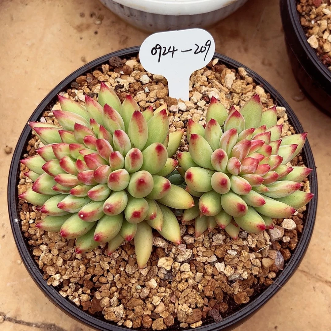 0924-209二代虞群