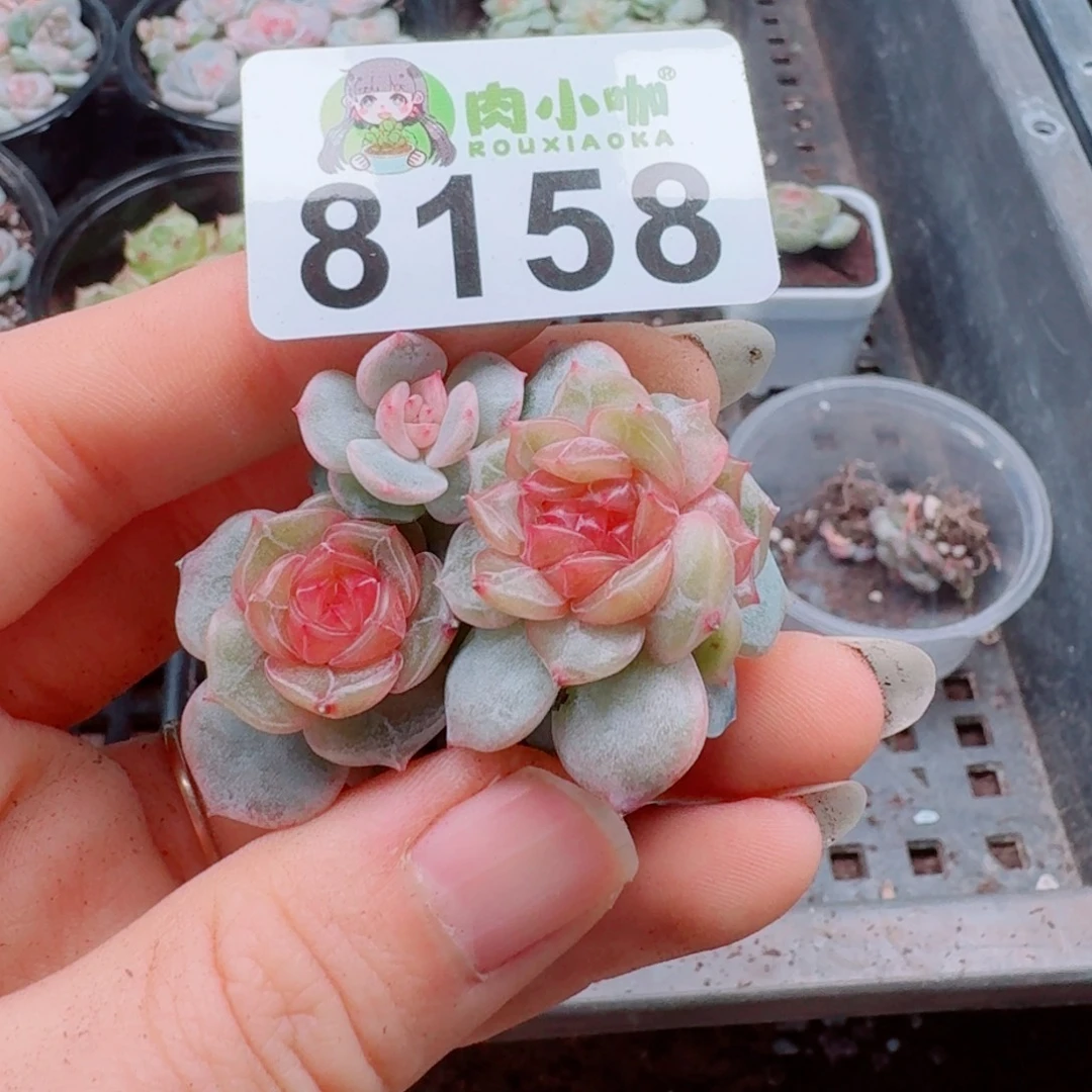 烟***。多肉植物多肉植物