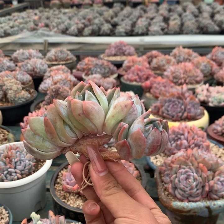 五头小树花花花花花