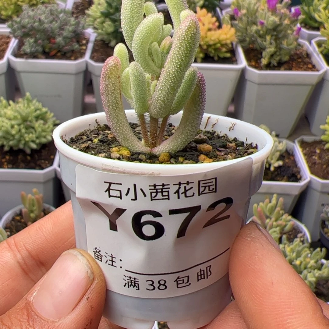 妮*猪多肉植物枝干紫闪光