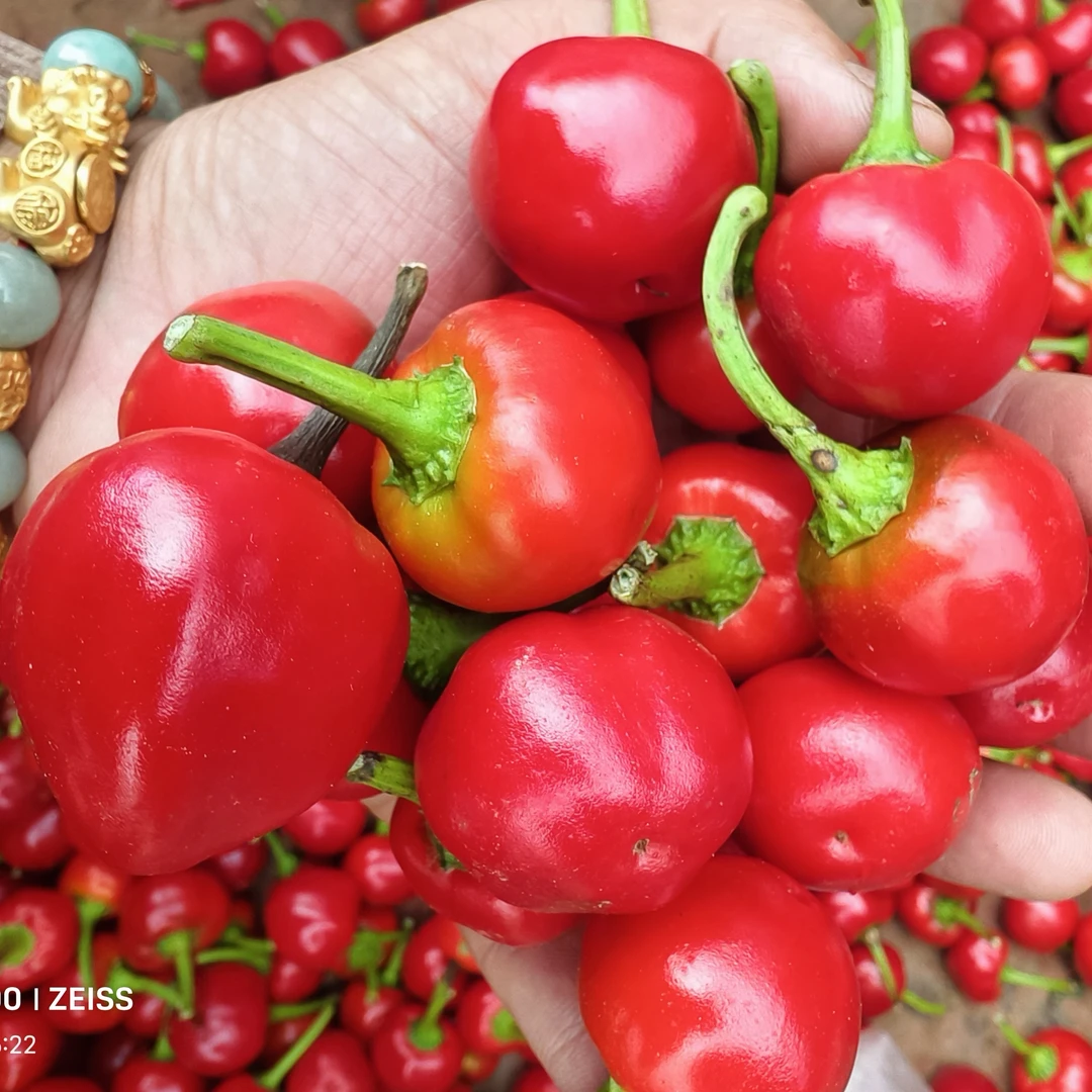 现摘新鲜珠子辣椒小番茄云贵川泡菜专用
