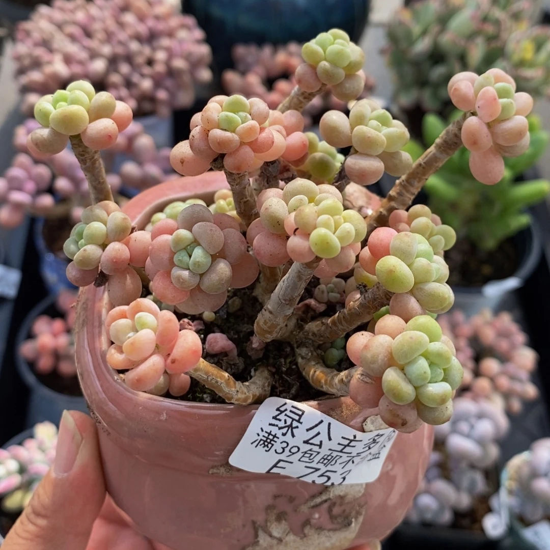 753鱼子酱10cm多肉