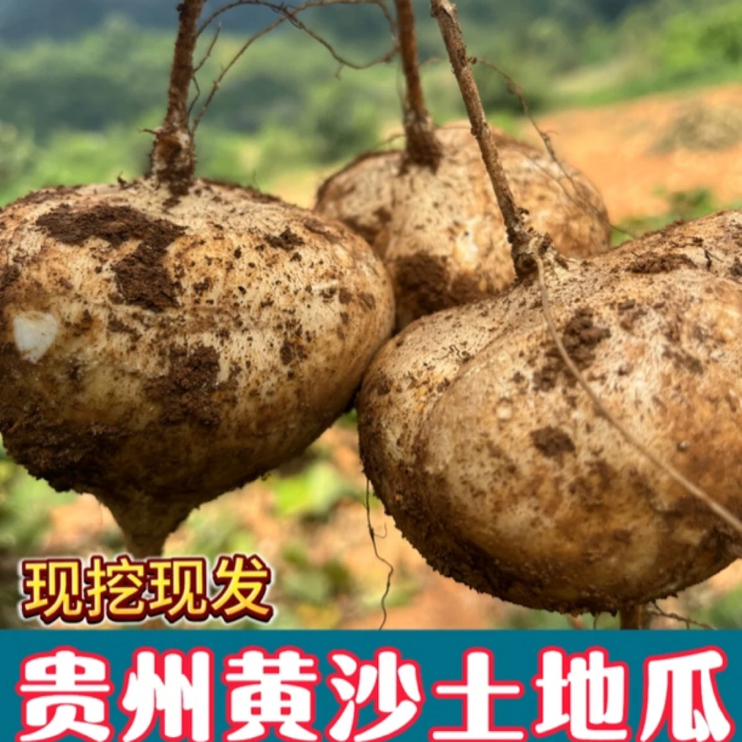 贵州黄沙土原生态地萝卜地瓜凉薯清甜可口细嫩化渣