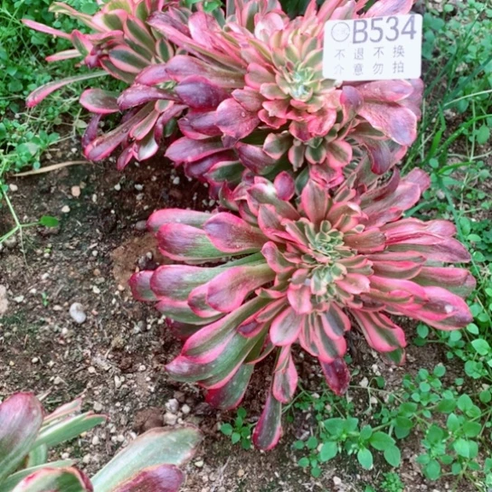 多肉植物美度纱缀534