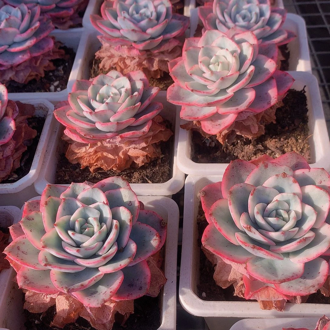 黄桃锦3456ryuuu90000