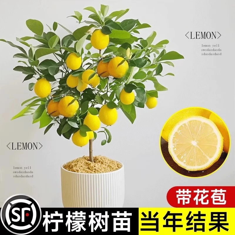 香水柠檬树苗盆栽带果客厅可食用四季开花卉结果阳台绿植室内好养