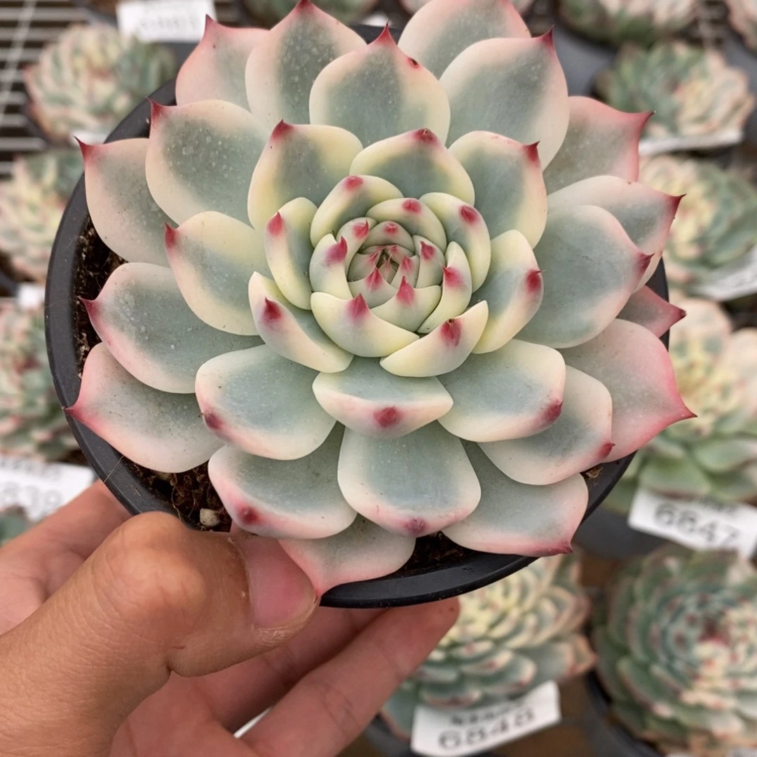 吉娃娃锦多肉植物6869