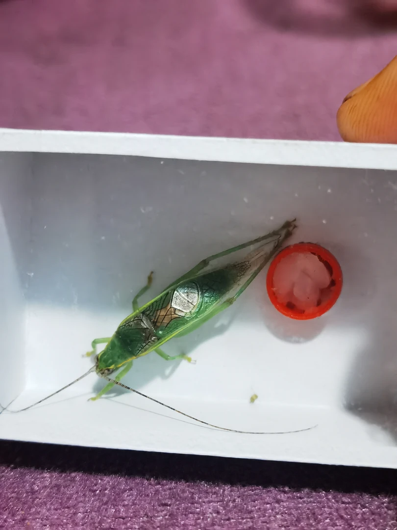 橙杆漂亮模型模具