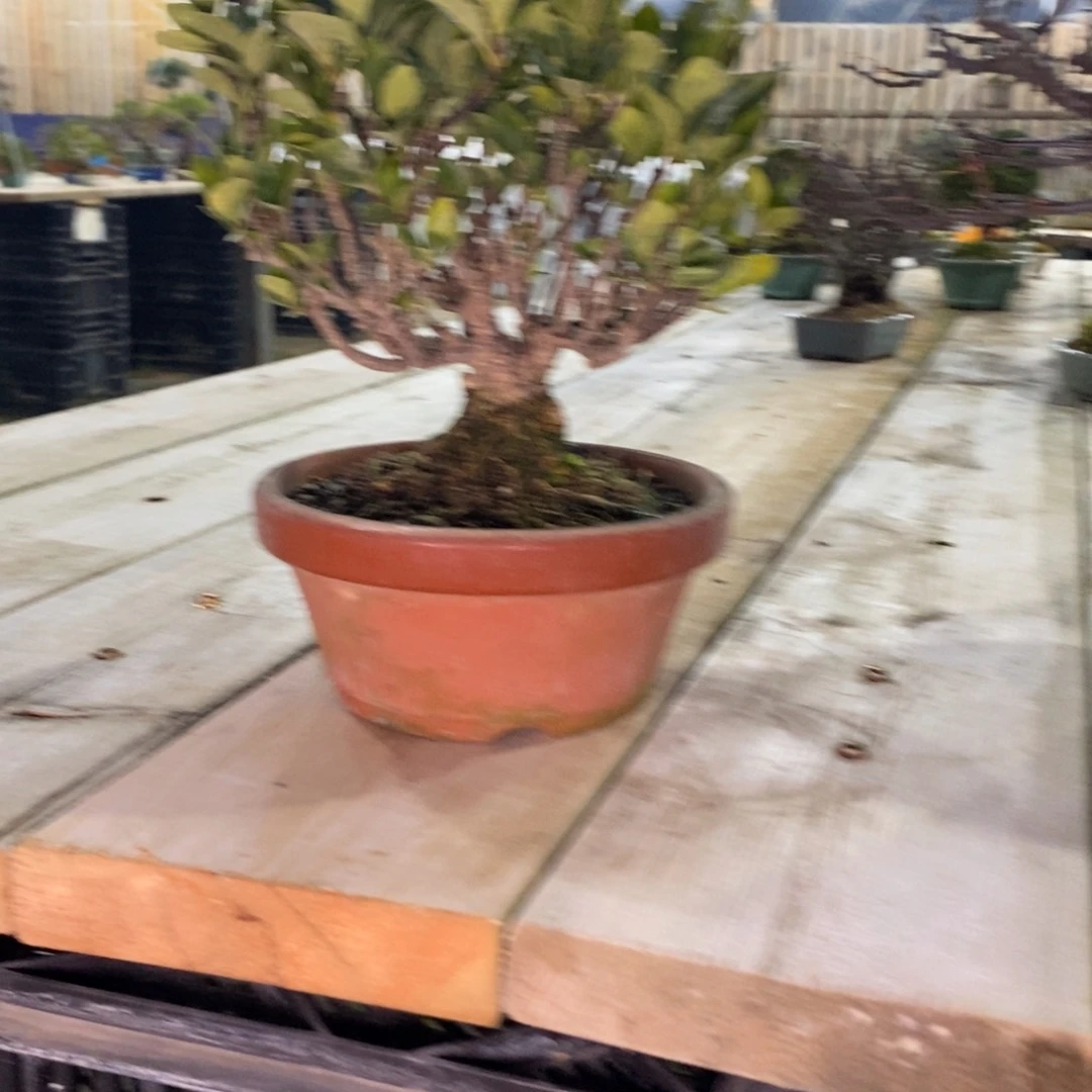 红陶y****n红红火火过大年栀子花