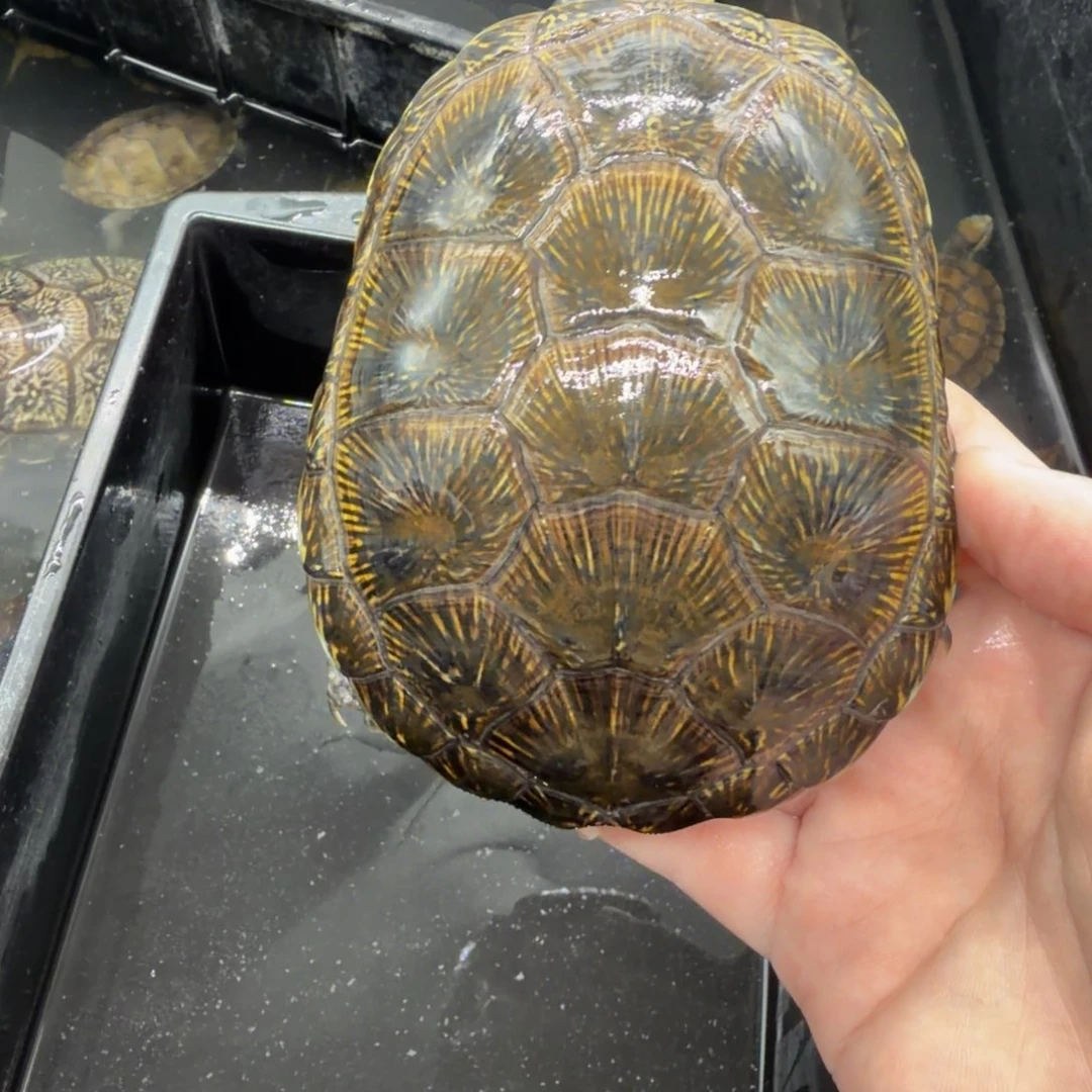 宠物龟不分公母欧泽