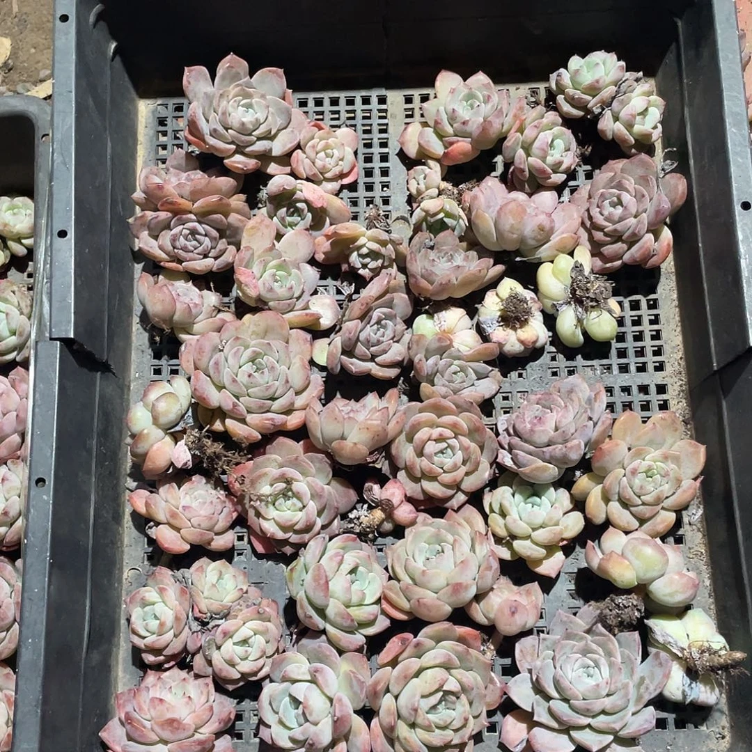 20多颗！纯爱多肉植物