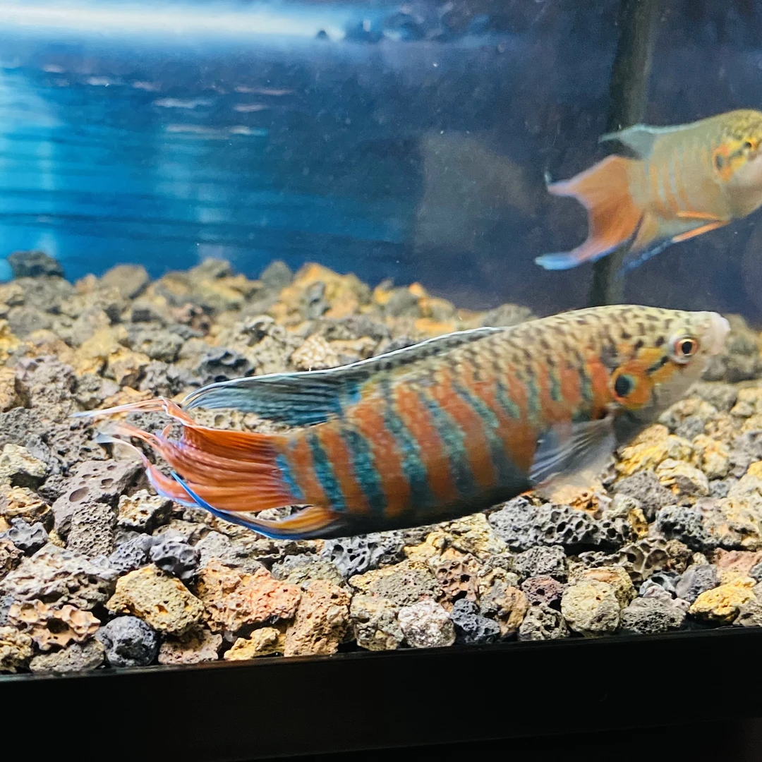 中国斗鱼活体活鱼冷水淡水观赏鱼好养耐活金鱼小型菩萨鱼苗观赏鱼