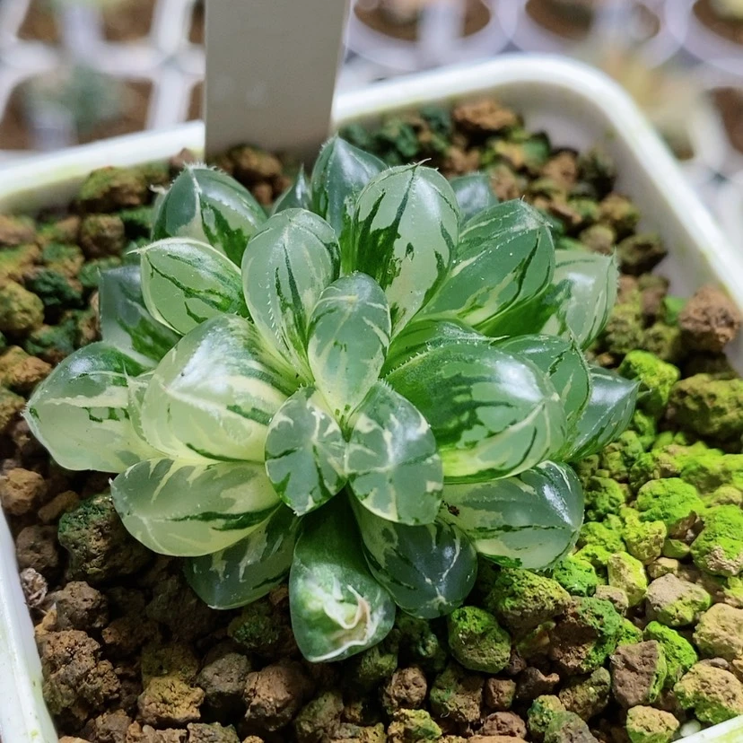 【闪购商品】77水晶灯