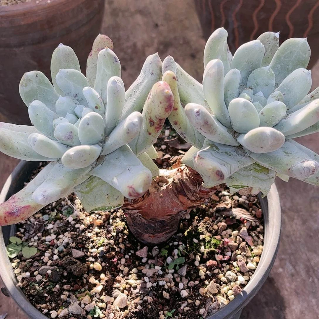 拇指瑕疵多肉仙女杯