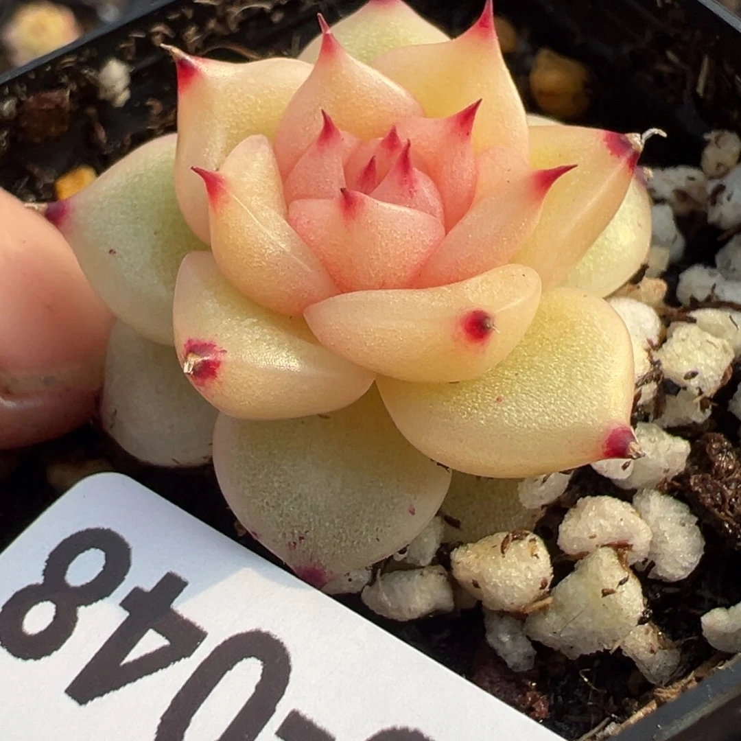 小卡拉米糖心一物一拍3-48